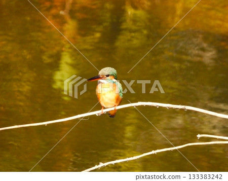 A kingfisher perched on a thin branch on the water's surface, reflecting autumn leaves 133383242