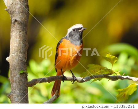 達烏裡紅尾鴝棲息在樹枝上 3 133383251