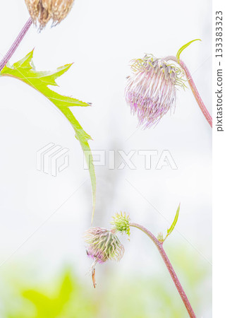 Thistle Thistle 133383323