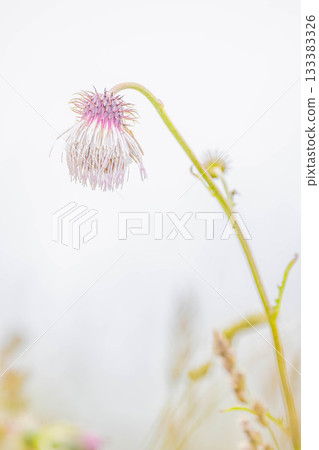 Thistle 133383326