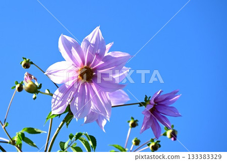 Dahlia flowers, Emperor dahlia, flower background material Dahlia flowers, Emperor dahlia, flower background material 133383329