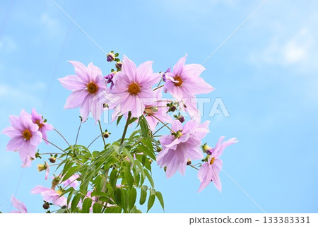 大麗花,帝王大麗花,花卉背景素材 大麗花,帝王大麗花,花卉背景素材 133383331