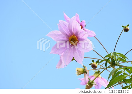 Dahlia flowers, Emperor dahlia, flower background material Dahlia flowers, Emperor dahlia, flower background material 133383332