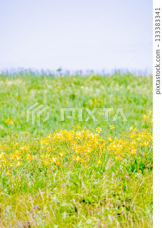 Ezokoge Ezokoge 133383341