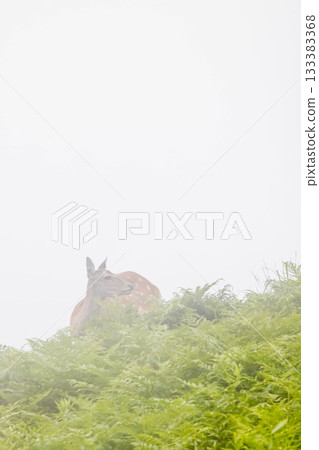 Ezo deer 133383368