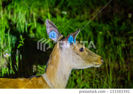 Ezo deer Ezo deer 133383391