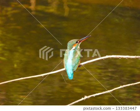A kingfisher perched on a thin branch above the water, keeping watch over the sky 133383447