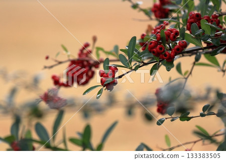 火棘與紅色水果 133383505