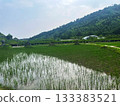 初夏的稻田和山脈 133383521