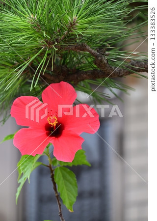 紅色大花瓣木槿花 133383526