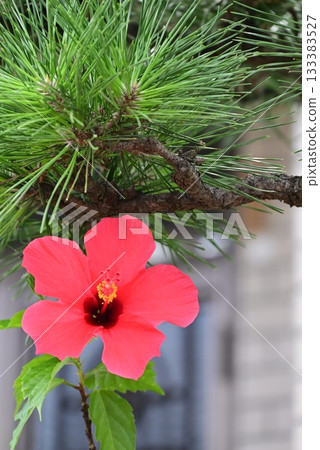 紅色大花瓣木槿花 133383527
