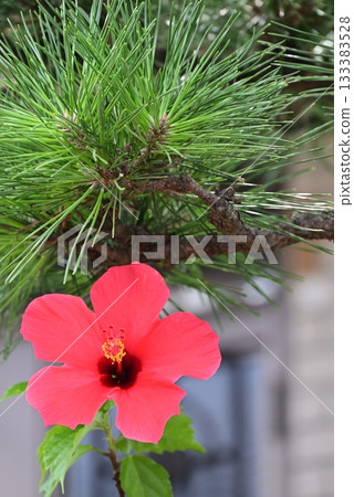 紅色大花瓣木槿花 133383528