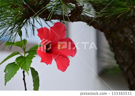 紅色大花瓣木槿花 133383531