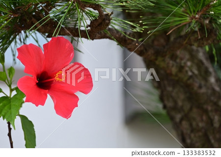 紅色大花瓣木槿花 133383532