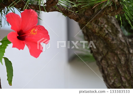 紅色大花瓣木槿花 紅色大花瓣木槿花 133383533