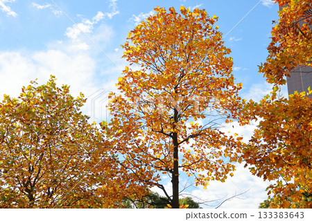 A big tree of Zelkowa foliage A big tree of Zelkowa foliage 133383643