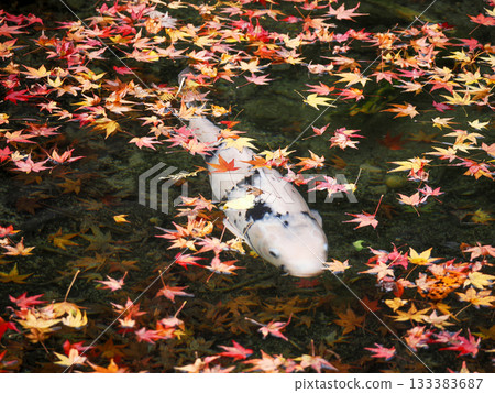 Scenery with carp Scenery with carp 133383687