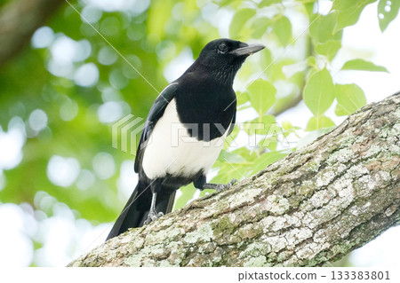 Taiwanese magpie on a tree Taiwanese magpie on a tree 133383801