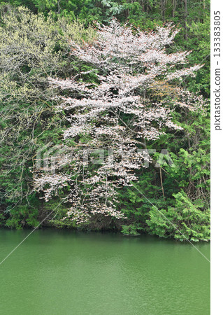 鴨木田湖畔的櫻花季 133383805