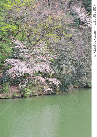Cherry blossom season on the shores of Lake Kamokita Cherry blossom season on the shores of Lake Kamokita 133383807