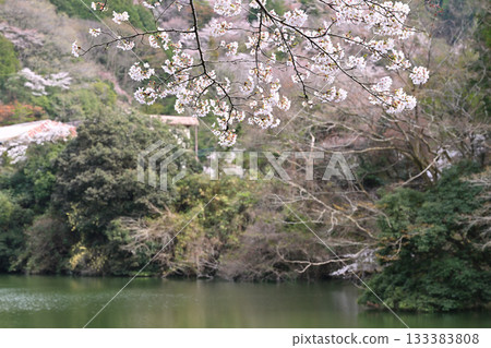 鴨木田湖畔的櫻花季 鴨木田湖畔的櫻花季 133383808