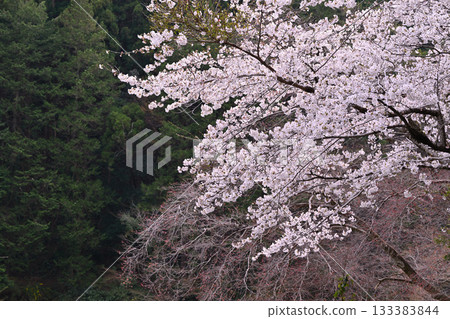 鴨木北湖：櫻花盛開。 133383844