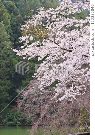 Lake Kamokita: Cherry blossoms in full bloom Lake Kamokita: Cherry blossoms in full bloom 133383846