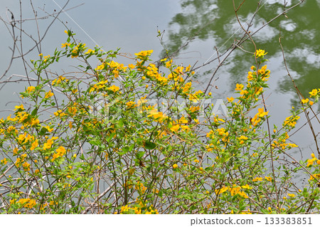 Yamabuki flowers on the shore of Lake Kamokita 133383851