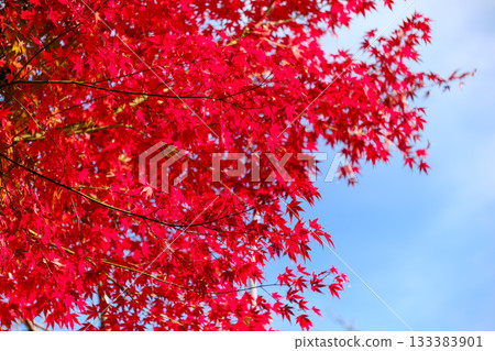 Autumn scenery I found during a walk 133383901