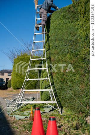 pruning, male, males 133384198