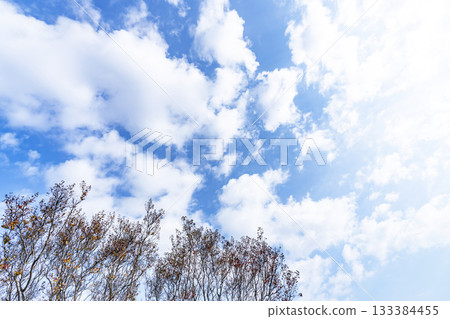 Autumn sky, clouds and trees 133384455