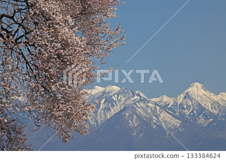 Cherry Blossoms 133384624