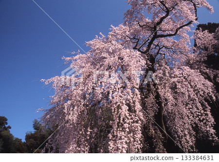 Weeping cherry tree 133384631