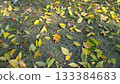 It's already the season of falling leaves 133384683