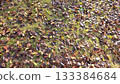 It's already the season of falling leaves 133384684