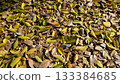 It's already the season of falling leaves 133384685