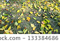 It's already the season of falling leaves 133384686