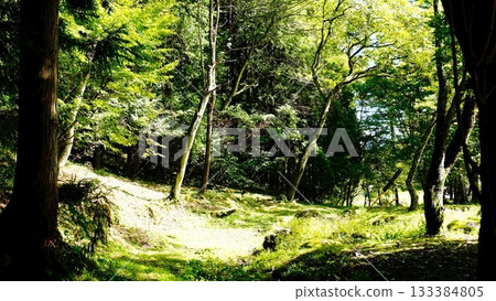 Sunlight through the forest Sunlight through the forest 133384805