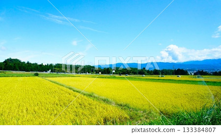 遠處是金色的稻田和山脈。 133384807