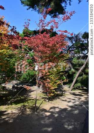 Nishijin Koshoji Temple 133384850