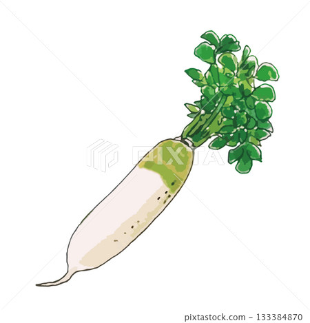 各種蔬菜(蘿蔔)的寫實插圖 各種蔬菜(蘿蔔)的寫實插圖 133384870