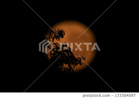 The Supermoon over the Blue Mountains in Australia 133384897