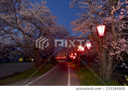 「武田櫻花街」/夜晚流經武田城遺址的圓山川沿岸的櫻花 「武田櫻花街」/夜晚流經武田城遺址的圓山川沿岸的櫻花 133384988