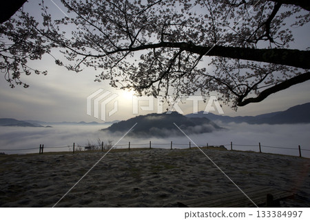 View of the sea of clouds and cherry blossoms bathed in the morning sun from the ruins of Takeda Castle 133384997
