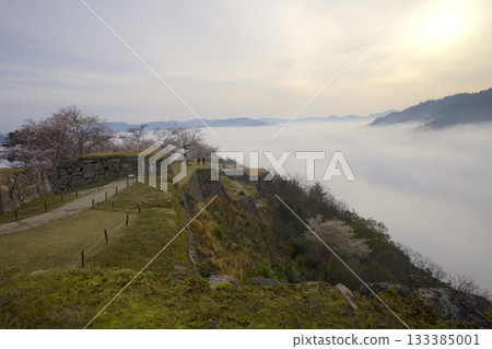從武田城遺址眺望，晨曦灑在雲海和櫻花上，美不勝收。 133385001