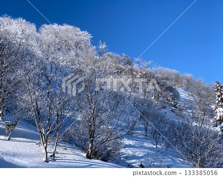 A spectacular winter scene of frost-covered trees shining under a clear blue sky A spectacular winter scene of frost-covered trees shining under a clear blue sky 133385056