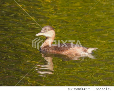 Little Grebe swimming in Mikuruma Pond 133385150