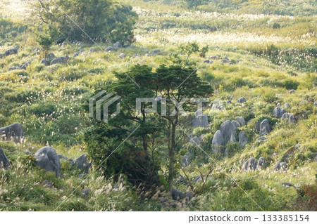 Nihongi standing on a karst plateau 133385154