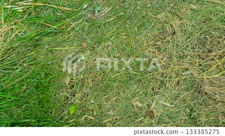 Above view of greenest grass is cut and stepped on flat. For nature background and textured. Above view of greenest grass is cut and stepped on flat. For nature background and textured. 133385275