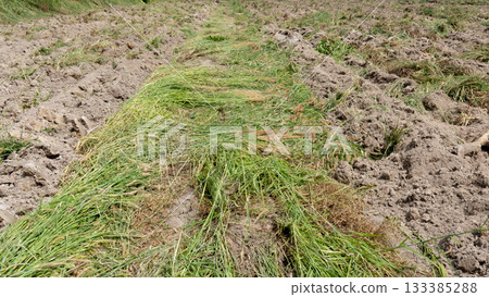 Agricultural soil conditioners. Green grass that has been trampled and crushed flat on the road in the middle of the street. Agricultural soil conditioners. Green grass that has been trampled and crushed flat on the road in the middle of the street. 133385288